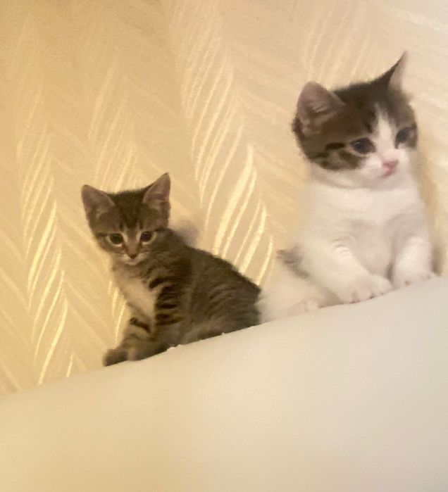 Котенки .котята .кошки