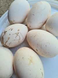 Ouă de gâscă pentru incubat