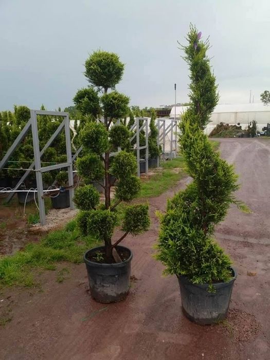 Plante ornamentale Tuia leylandii