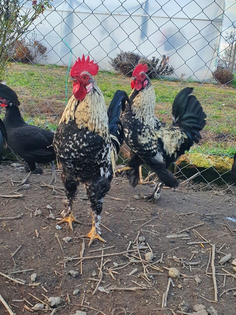 Vand cocosi pitici preț 35 lei