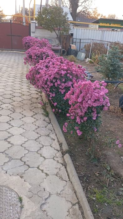 Цветы в городе Алматы