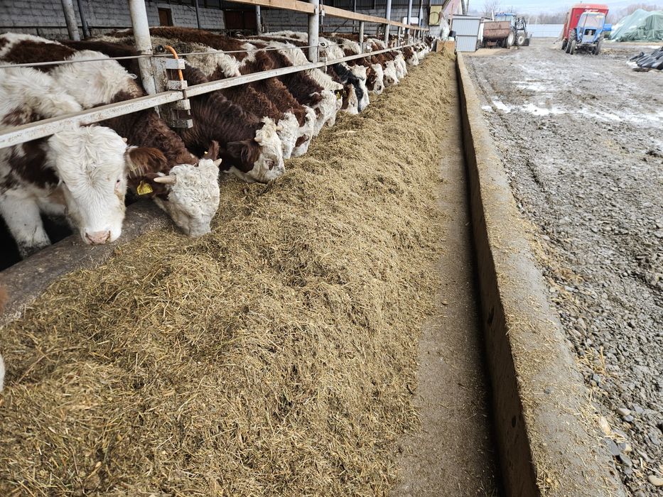 Vitele si vitei de vanzare..