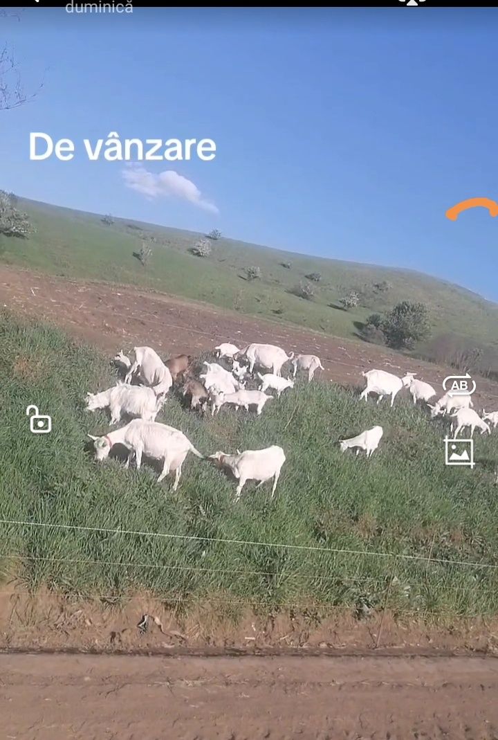 Se vinde capre cu lapte