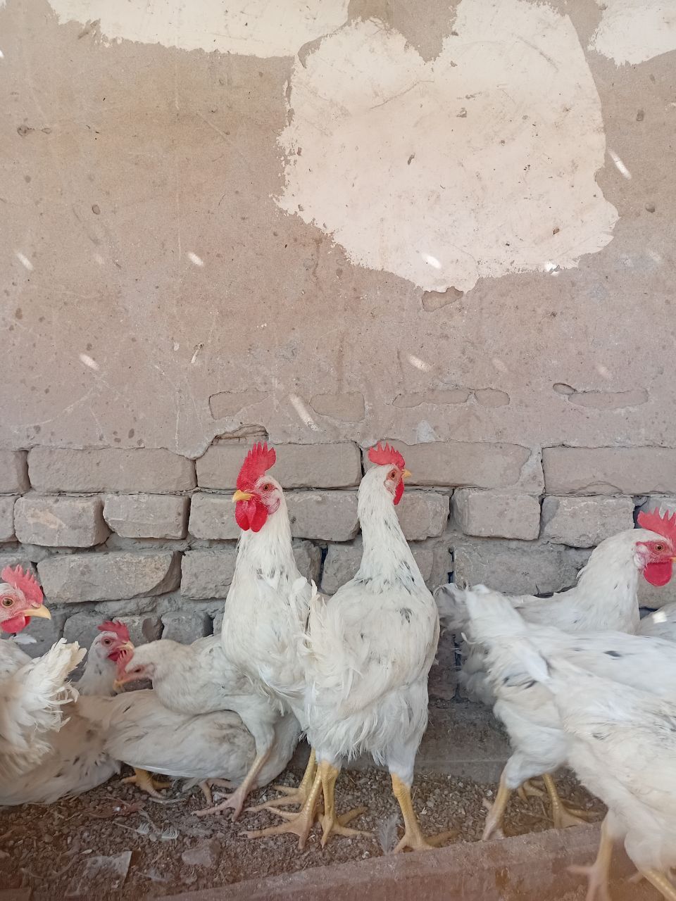 Xo'roz 4 oylik   tirik vazni 1 kg Dan kelyapti
