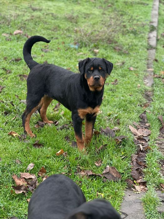 Ротвайлер на 6 месеца