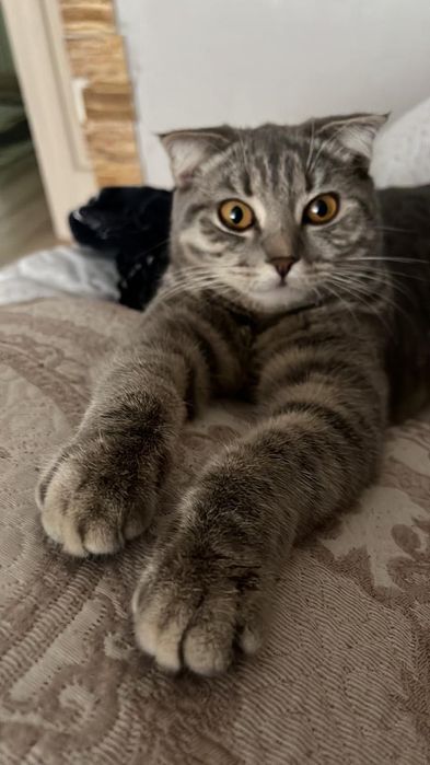 Отдам кошку смешанная порода с шотландскими вислоухими.