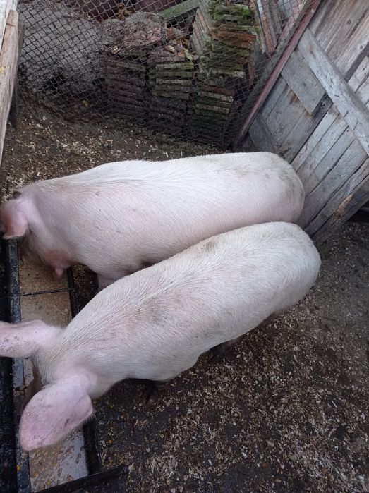 Продавам мъжки прасета