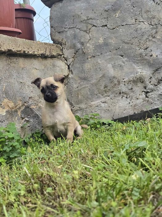 Чихуахуа момченце