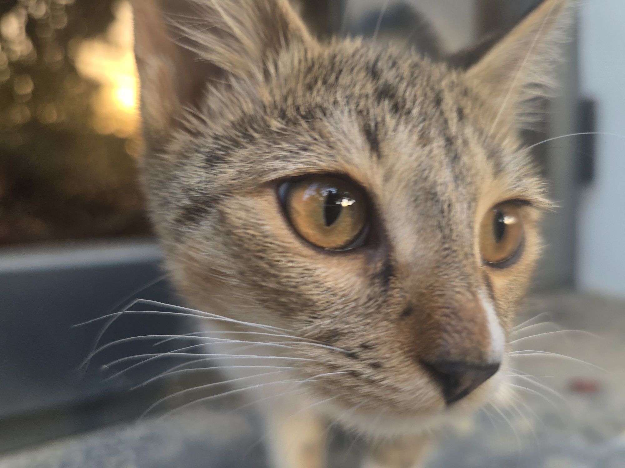 Котёнок  5 месяцев