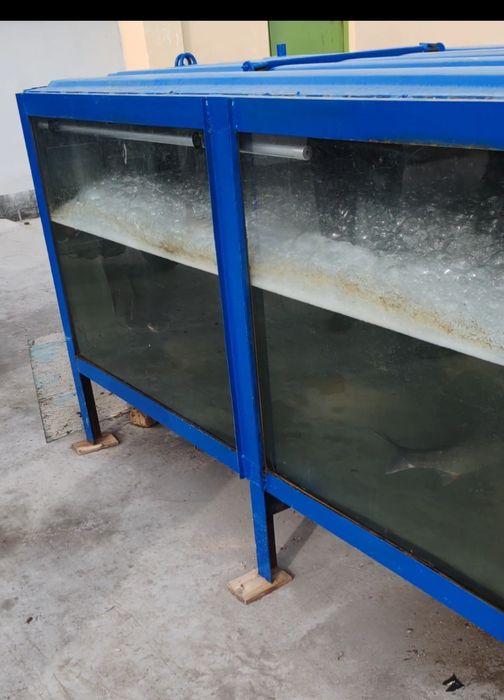 Аквариум бор тирик балик сотгани