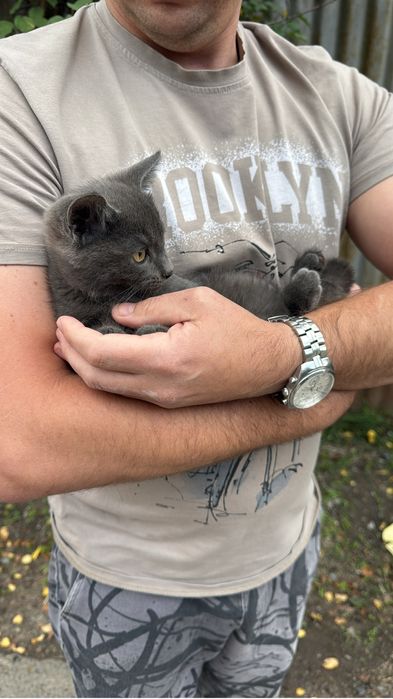 Котенок , кот хорошенький.