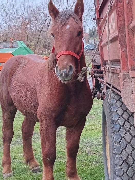Vad manz smigreu de un an