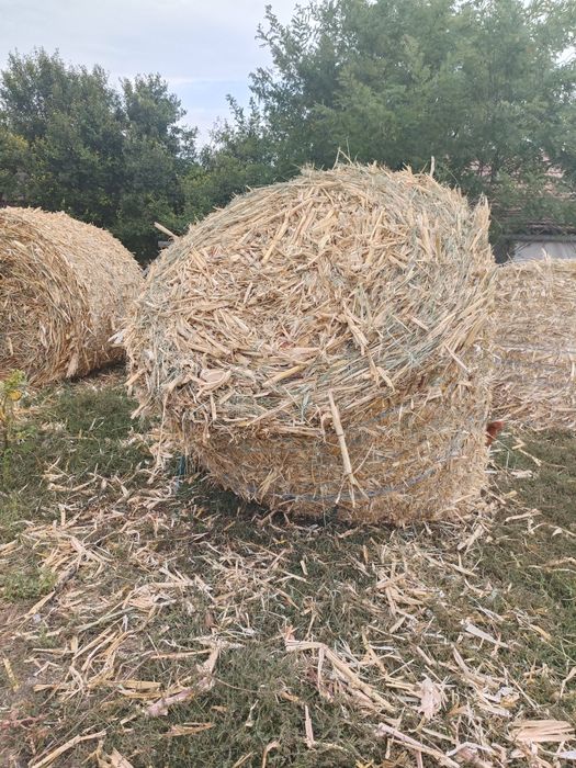 Baloți cocenii ... Ok