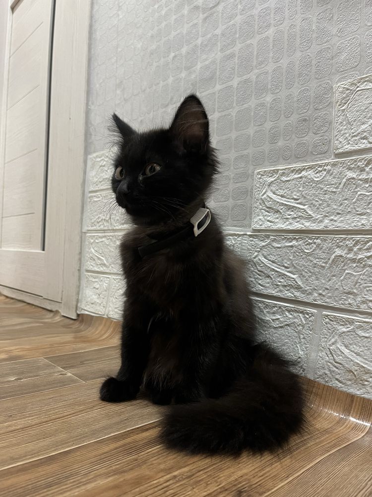 Котенок. Девочка