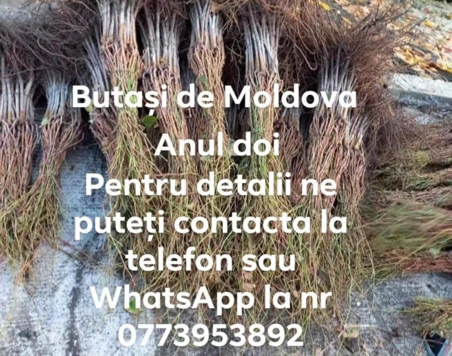Vând butasi vita de vie anul 1,2 și 3