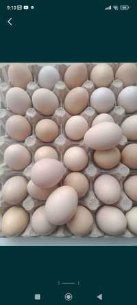 Продам инкубационное яйцо от домашних курочек