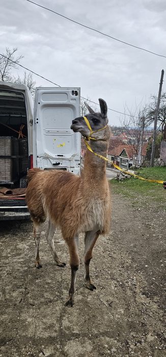 Mascul lama, schimb cu femela unul din doi….