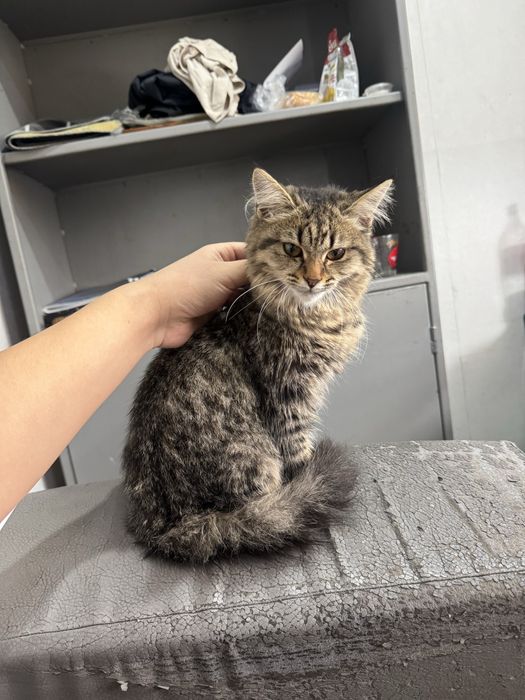 Отдам кошку в хорошие руки 6 месяцев