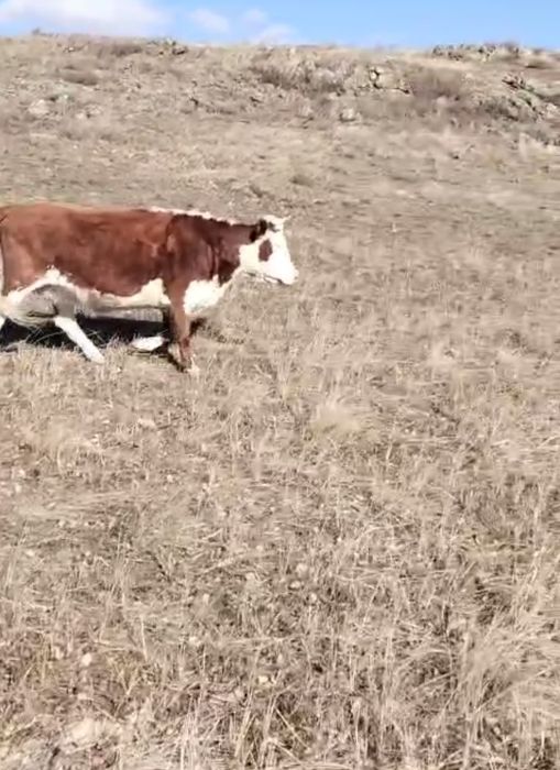 Бұқа, бық, жас сиыр, полторашка сатамын