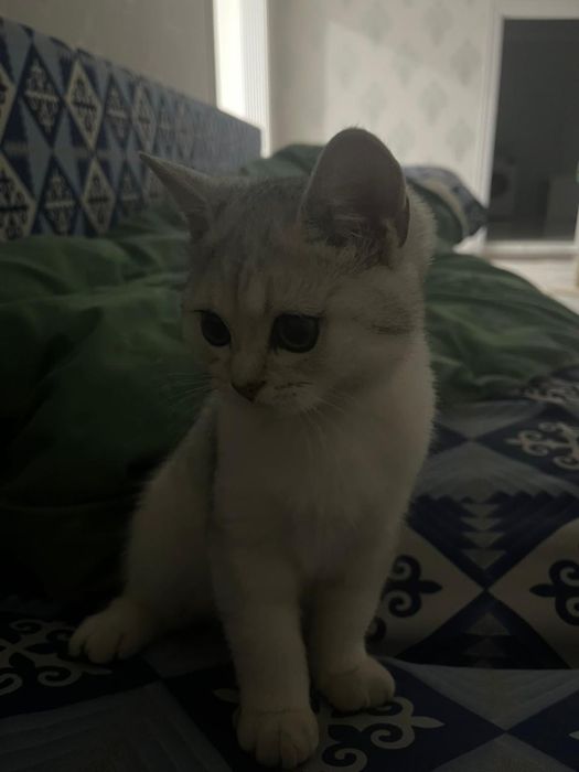 Британская серебристая шиншилла