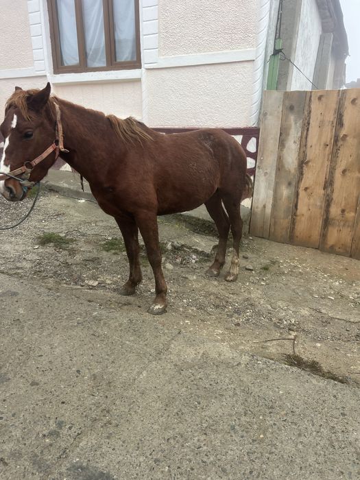 Vînd mînz de un an jumate