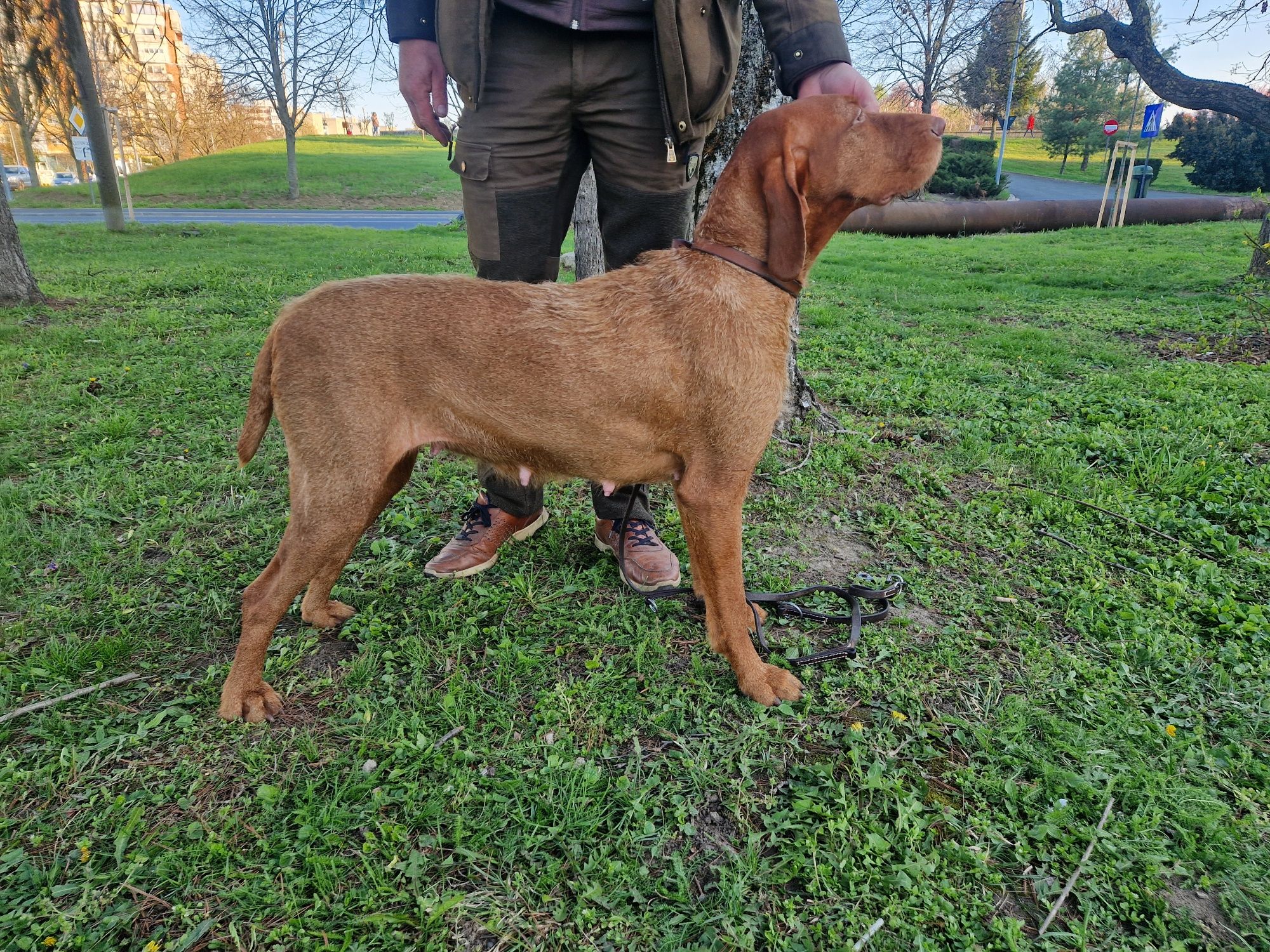 Vizsla maghiara  cu par sarmos