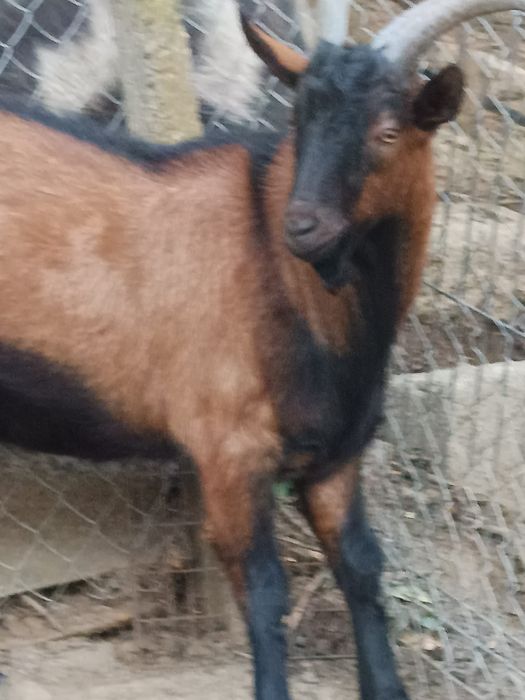 Țap Alpin Francez