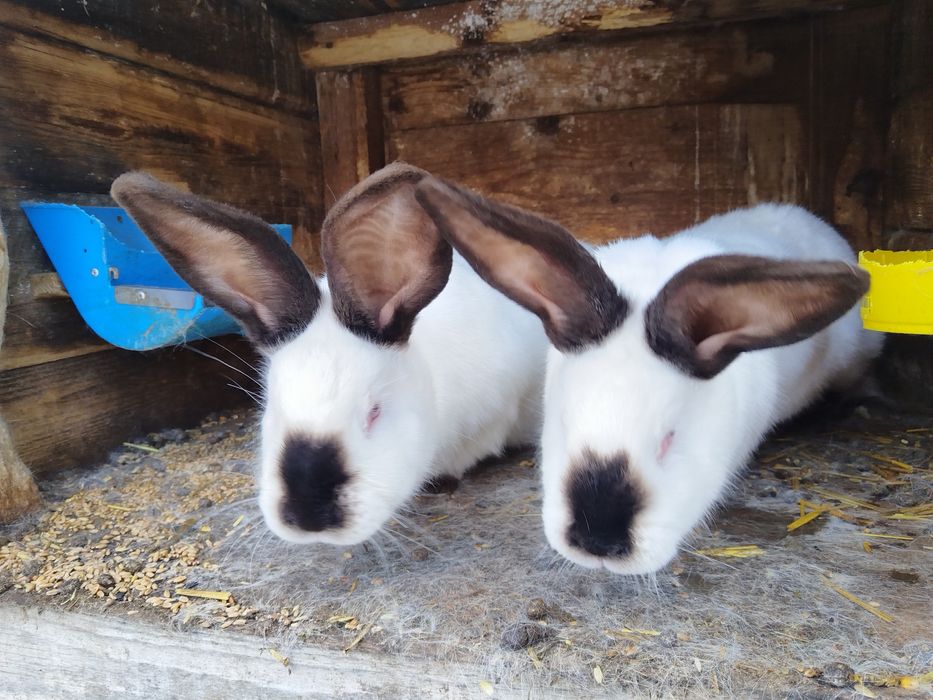 Iepuri, Gaini si Cocosi Brahma HD, Urias de Transilvania