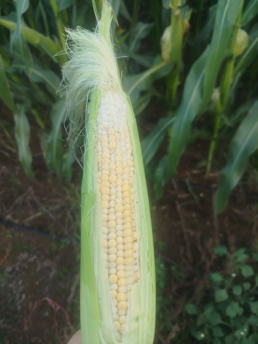 Сладка царевица за животни