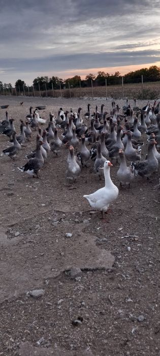 Vând gâște tinere