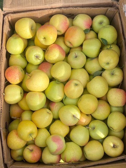Продам яблоки есть в больших количествах