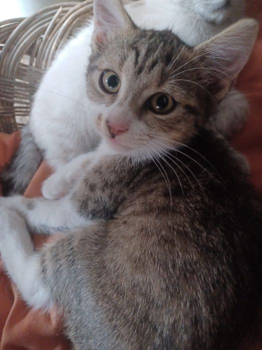 Pisicuti mici (aprox. 3 luni)