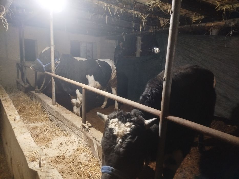 Boqma novoslar sotiladi tish buzmagan xali