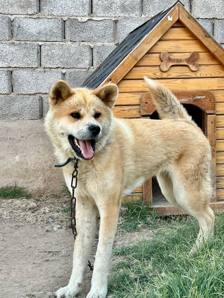 Продается собака