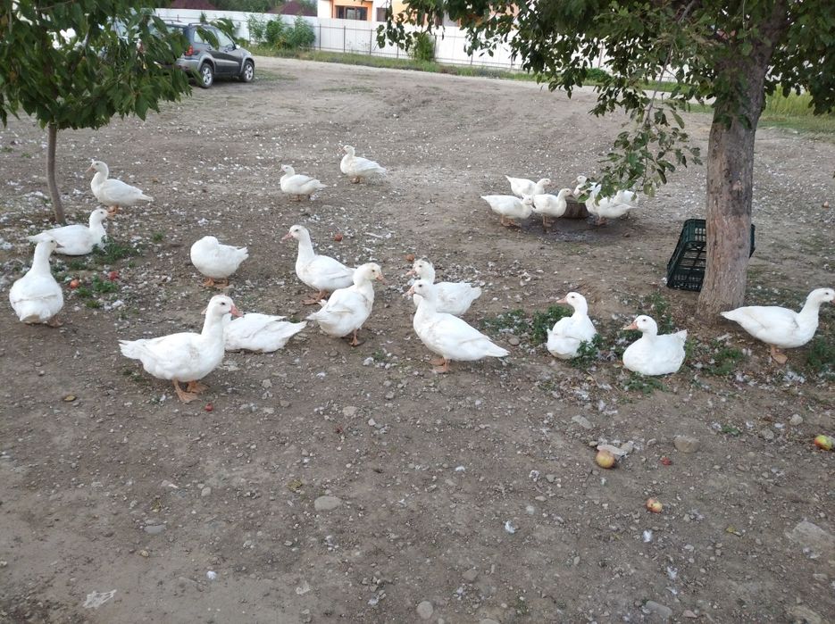 Rațe mulard 6 luni