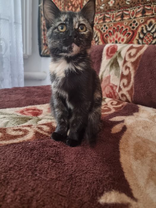Необычные котята!