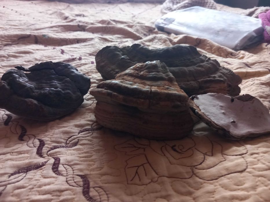 Ciuperci medicinale ganoderma aplanatum