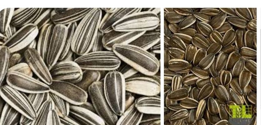 Продам семячки полосатые