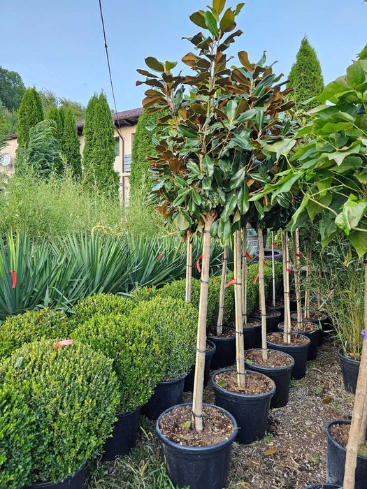 Design peisagistic personalizat pentru orice spațiu verde Plante !