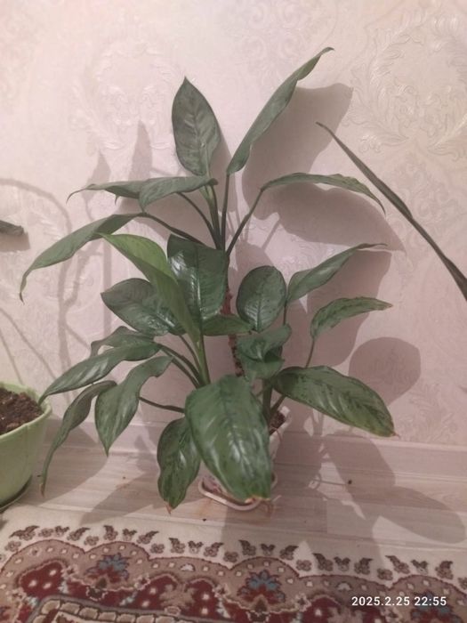 Продается цветы. Каждая по 5 000 тенге