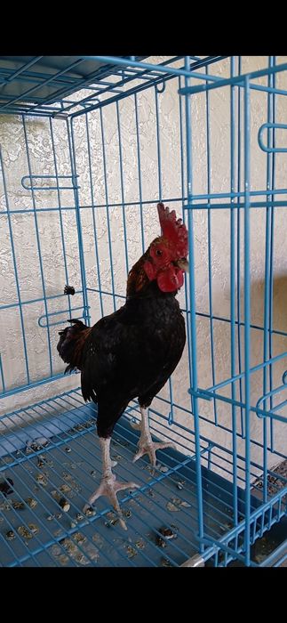 Продам Карликовых бойцовых Курей