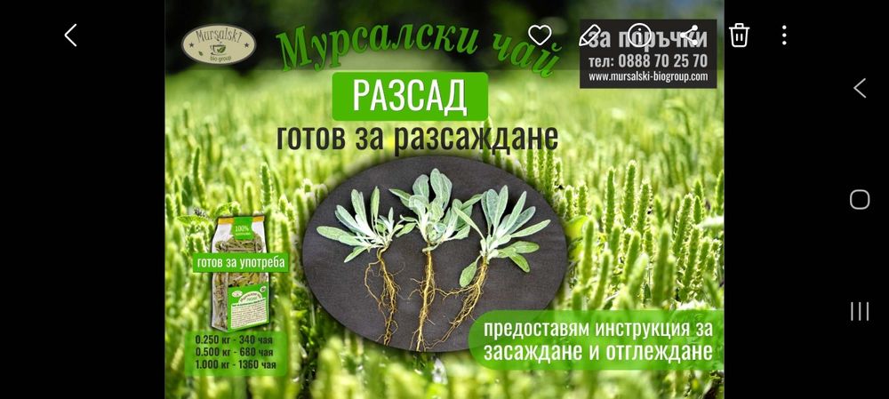 Мурсалски чай разсад