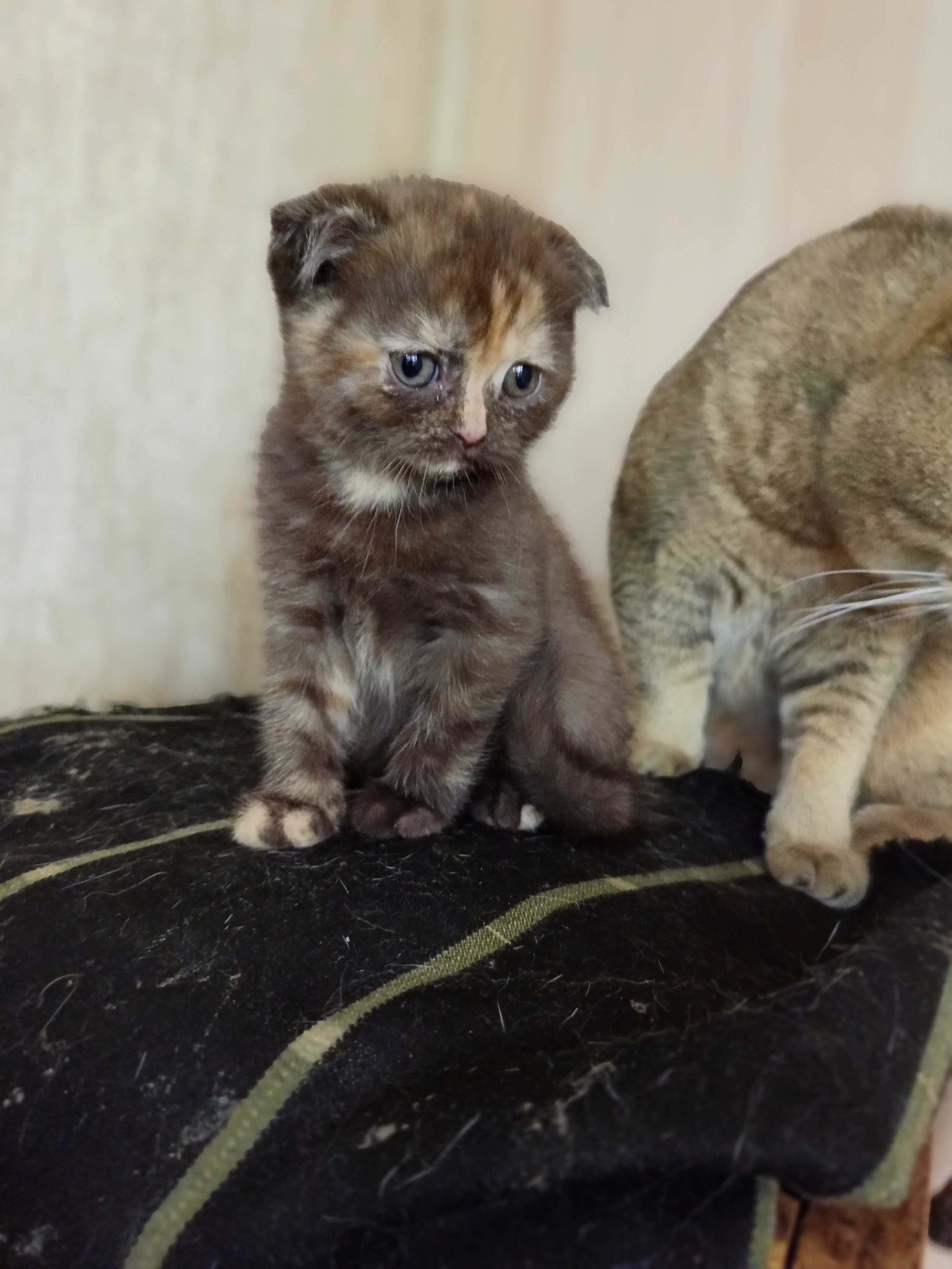 Скоттиш фолд и Скоттиш страйд котята