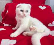 Rasă pură Scottish Fold, motănel cu ochi albaștri, Pedigree și Vaccine