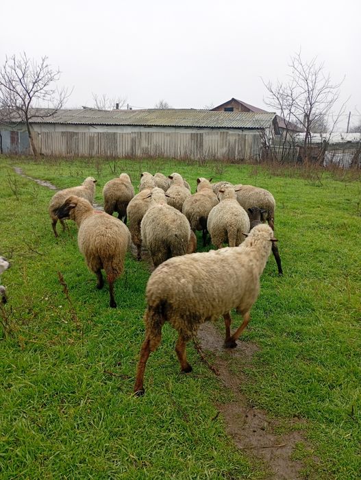 3 oi de vânzare cu miei langa ele