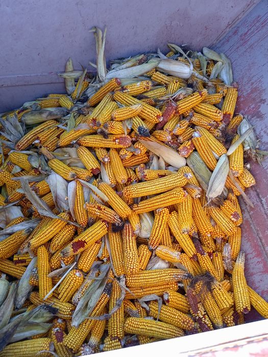 Vand cules de porumb sip  sempeter kk30