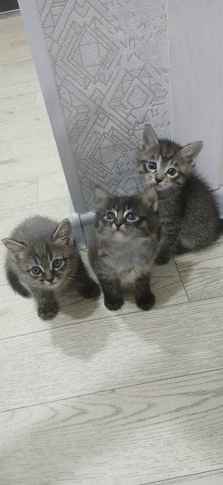 Отдам котят в хорошие руки