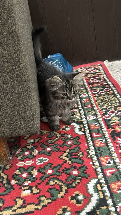 Котенок домашний