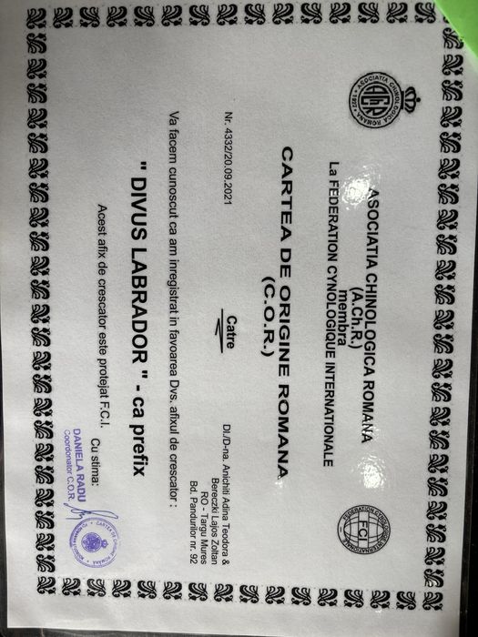 Femela Labrador Retriever