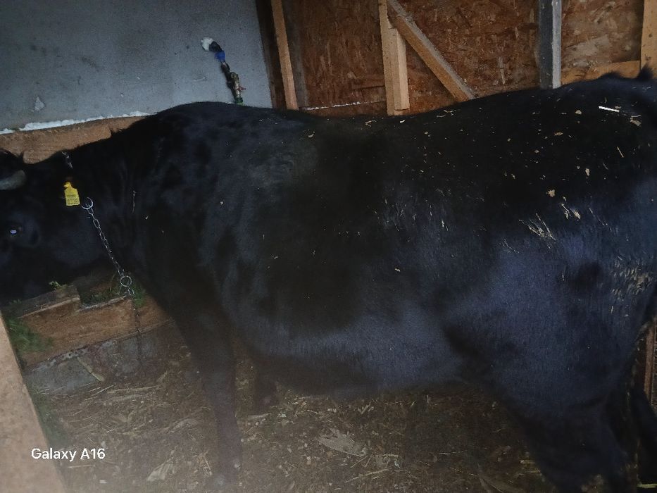 Vând junincă, un an și 9 luni,gestantă în5 luni  jumătate.